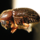Illustration for article titled This Beetles Caffeine Addiction Is Threatening Your Own
